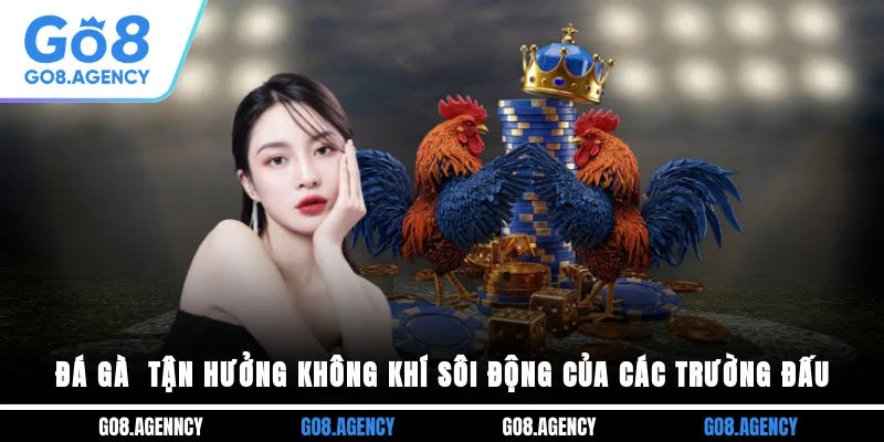 Đá Gà Go8 - Tận Hưởng Không Khí Sôi Động Của Các Trường Đấu